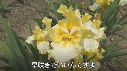 高齢でこれ以上は…」9000株のジャーマンアイリス園 今シーズン限りで