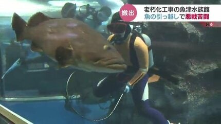 引越しの為大型魚 水槽 処分！ 住み慣れた水槽離れたくない？ 魚のお引越しで悪戦苦闘 日本最古の
