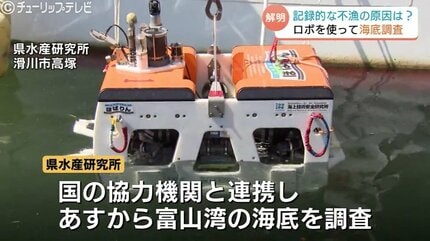 シロエビ・ベニズワイガニ不漁の原因を徹底究明 富山湾で海底ロボット