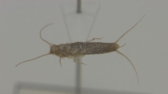 銀色で高速移動、お尻には3本の毛　紙を食べる「紙魚」何と読む？　3億年前から不変の生態 注意度は「一級レベル」　|　熊本のニュース｜RKK NEWS｜RKK熊本放送