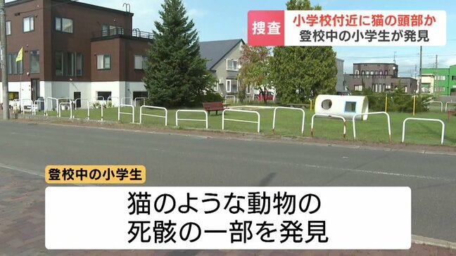猫とみられる頭部  小学生が発見 公園のすぐそばの路上　動物愛護法違反の疑いで捜査　北海道岩見沢市|TBS NEWS DIG