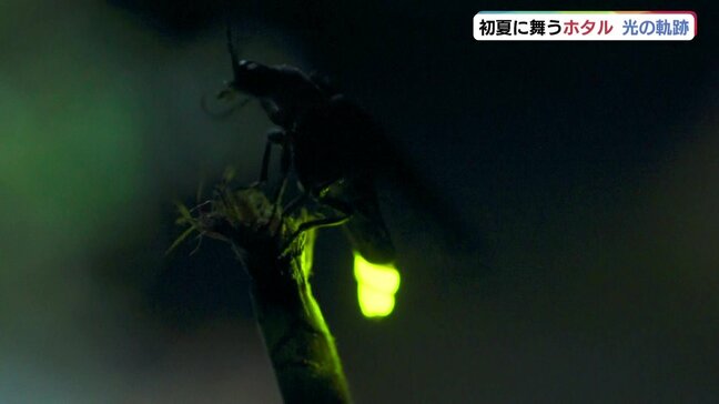 初夏の夜に舞うホタル　はかない光の軌跡　山口|TBS NEWS DIG