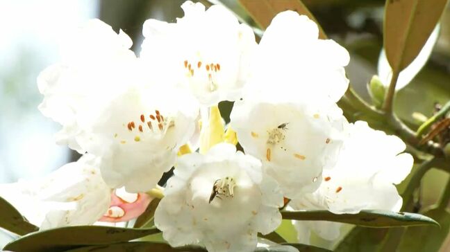 絶景！世界遺産・新緑の森　ヤクシマシャクナゲ咲き始め華やかな季節　鹿児島|TBS NEWS DIG