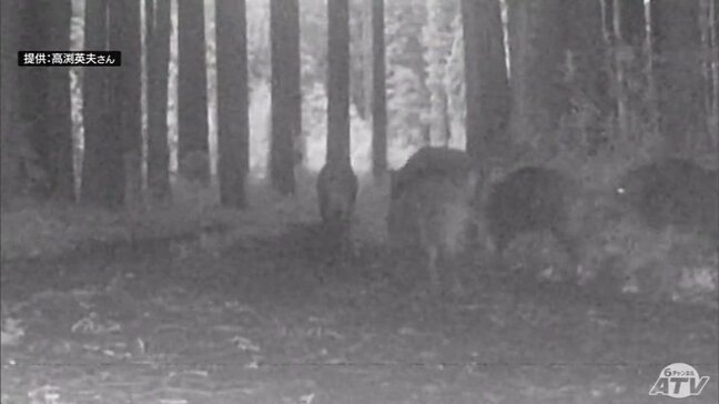 まるで“リアルもののけ姫”定点カメラがとらえたのは人里に向けて山を下る18頭の『イノシシ』の群れ　目撃情報が急増中　今年度はすでに87件も…　昨年度は4年前の2倍　青森県|TBS NEWS DIG