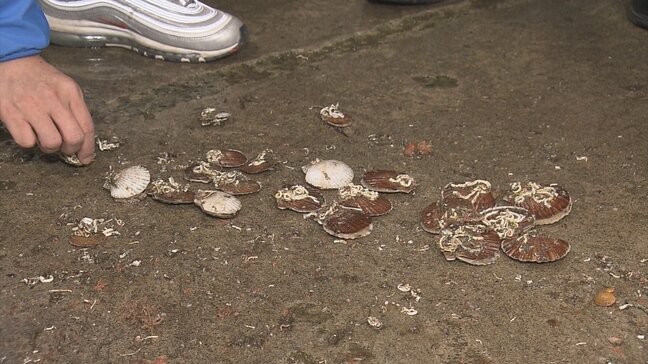 各漁協で『稚貝』を融通へ　今シーズンの出荷分が大量死の陸奥湾の「養殖ホタテ」　2026年以降に出荷の稚貝を確保できるよう　むつ湾漁業振興会が方針示す　青森県|TBS NEWS DIG