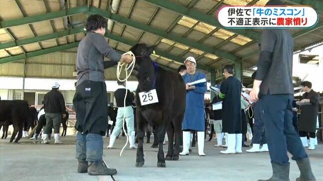 伊佐市恒例“牛のミスコン”水迫畜産の不適正表示問題に牛農家「心を砕かれる行為」 鹿児島|TBS NEWS DIG