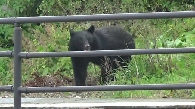 クマが30羽以上いたニワトリをあっという間に食べた…人間がかなわないクマの「捕食」の様子を防犯カメラがとらえていた(山形・小国町)|TBS NEWS DIG