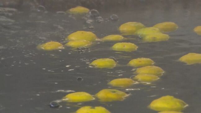 ユズの産地・山あいの温泉でゆず湯のサービス　島根県益田市|TBS NEWS DIG