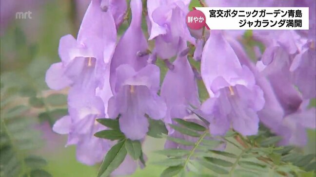 「ハナショウブ」に「ジャカランダ」 宮崎市で見ごろに|TBS NEWS DIG