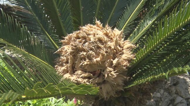 約10年に1度花が咲く「ソテツ」　松江市の中心部で咲いた　公園の管理業者も驚き|TBS NEWS DIG