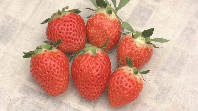 寒暖差で甘く　ハウス栽培のイチゴを収穫　クリスマスケーキ向けにも出荷　「紅かおり」など７品種|TBS NEWS DIG
