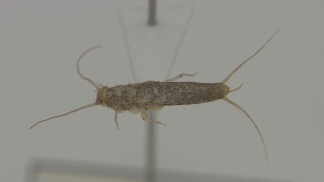 銀色で高速移動、お尻には3本の毛　紙を食べる「紙魚」何と読む？　3億年前から不変の生態 注意度は「一級レベル」|TBS NEWS DIG