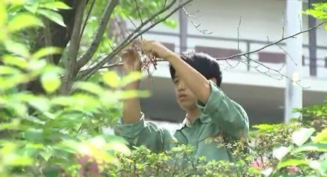 来年も満開に！臥竜公園の桜を守ろう！地元の高校生と「桜守りの会」が害虫防除の作業　長野・須坂市|TBS NEWS DIG