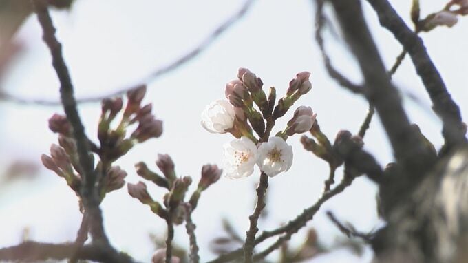 石川県金沢でソメイヨシノの開花宣言　平年より5日早い開花で、満開はおよそ1週間後か　|　石川県のニュース｜MRO北陸放送