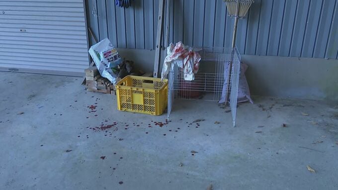 高齢男性が散歩中にクマに襲われ頭から出血 福井・大野市|TBS NEWS DIG