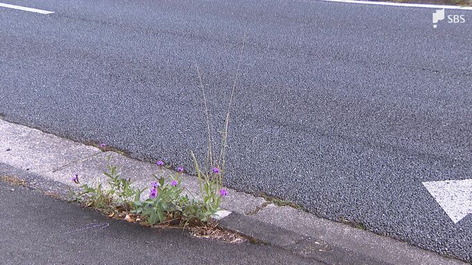 歩道から車道に転倒、走って来た車にはねられたか 歩行者の87歳男性死亡＝浜松市中央区　|　静岡のニュース | SBSNEWS | 静岡放送