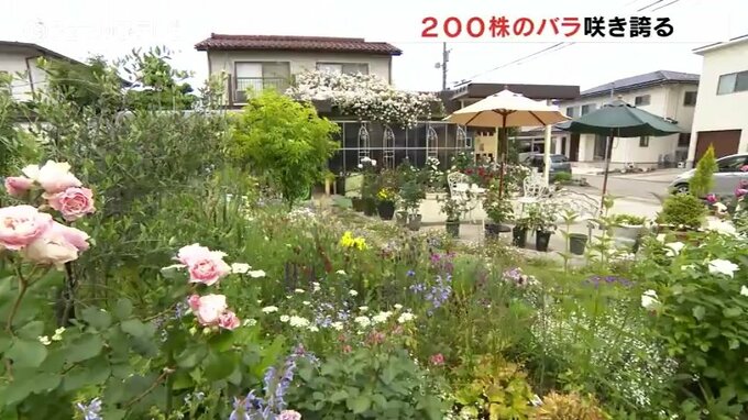 晴天のもと自宅の庭に200株のバラ咲き誇る 朝はひんやり昼から真夏日一歩手前の気温に 富山　|　富山のニュース｜天気・防災｜チューリップテレビ