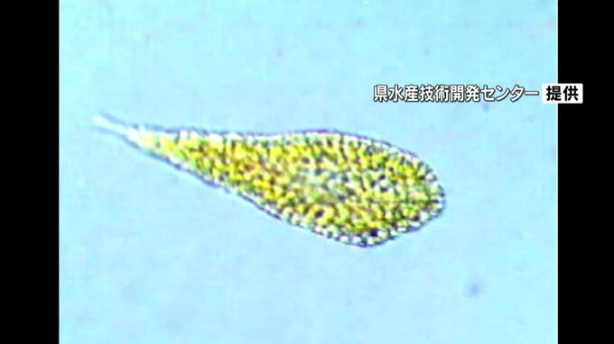 八代海の赤潮被害　累計で1億円超える　養殖ブリに打撃13万匹　|　鹿児島のニュース｜MBC NEWS｜南日本放送
