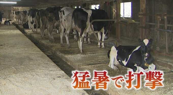 「死んじゃうまでいくのは珍しい」猛暑で牛が病死　飼料高騰も止まらず　酪農家にダブルの打撃|TBS NEWS DIG