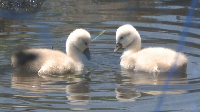 志高湖でコブハクチョウのヒナ誕生　生後8日、すくすく成長中　大分・別府市|TBS NEWS DIG