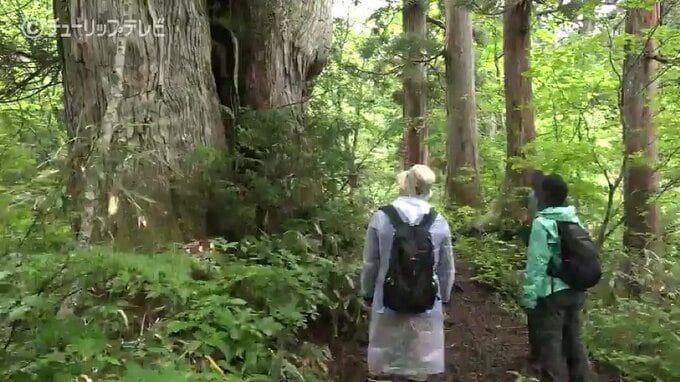 巨大な〇〇！千年の年月を超えた全国屈指の宝 富山にあった “真の姿”　|　富山のニュース｜天気・防災｜チューリップテレビ