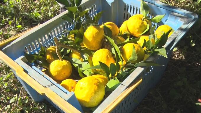 「とげが大変ですが・・」　産地から旬の香り　ユズの出荷続く　|　BSSニュース | BSS山陰放送