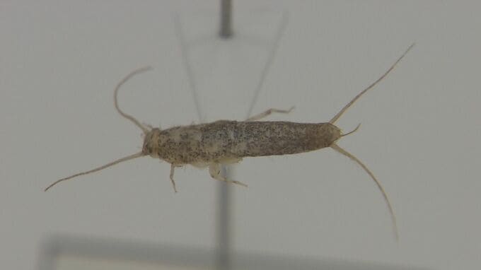 銀色で高速移動、お尻には3本の毛　紙を食べる「紙魚」何と読む？　3億年前から不変の生態 注意度は「一級レベル」　|　熊本のニュース｜RKK NEWS｜RKK熊本放送