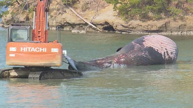 打ち上げられたクジラの埋設作業始まる　山口県長門市　|　山口のニュース・天気・防災｜tys NEWS｜ｔｙｓテレビ山口
