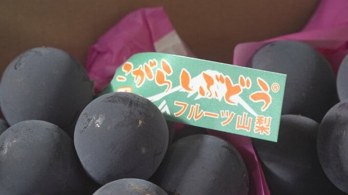 価格は1.5倍～2倍　糖度が高い「こがらしぶどう」初出荷　栽培期間を2か月延ばし収穫　　|　山梨のニュース | ＵＴＹテレビ山梨