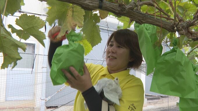 小学生が自分たちで育てたブドウを販売「頑張りが実になっていた」客の地域の人も満足　|　山口のニュース・天気・防災｜tys NEWS｜ｔｙｓテレビ山口