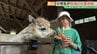 「大きくなったら飼育員になりたい」小学生が牧場の仕事体験　アルパカにエサやりも　福島・郡山市　|　福島のニュース│TUF