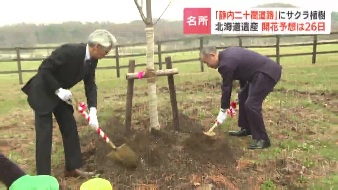 桜名所「静内二十間道路桜並木」で植樹 開花予想は4月26日 約7キロの