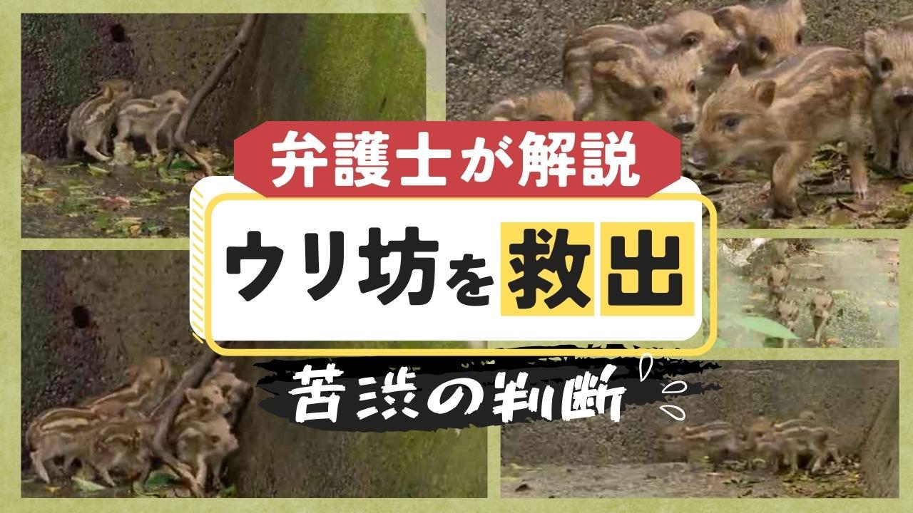 ウリ坊　剥製　30cm 今年も水路にはまった“ウリ坊”手を出せないはずの野生動物を行政が