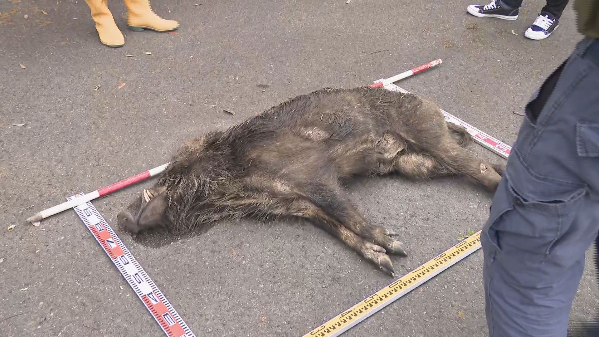 池の中から“特徴の似た”イノシシを発見 公園で男女2人を襲ったイノシシ