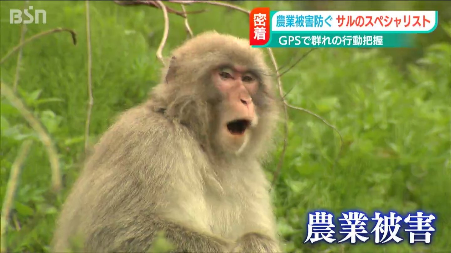 約1000匹が棲む町で…畑荒らされ辞める農家も「高齢者の“心”守りたい