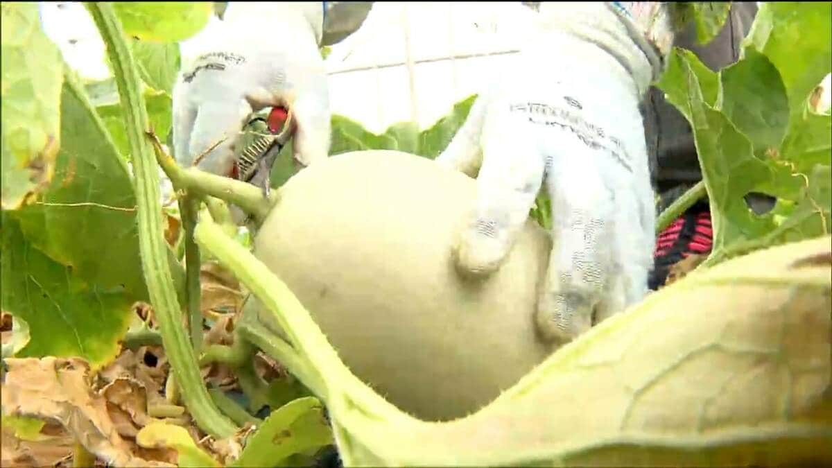 メロン 毎年約300セットが約12時間で完売する人気のメロン 『電解水素水で育て
