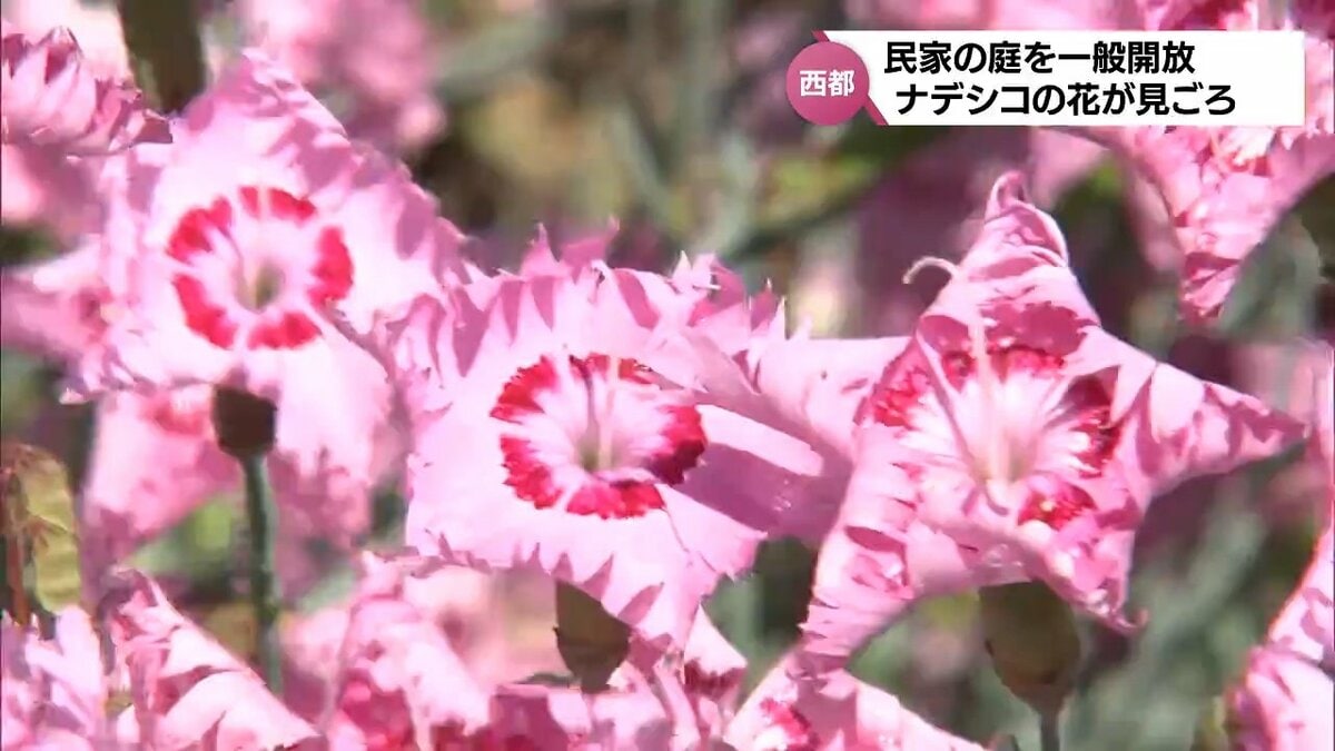 可憐なピンクの花 西都市の民家にナデシコの花が咲き誇る 一般開放も