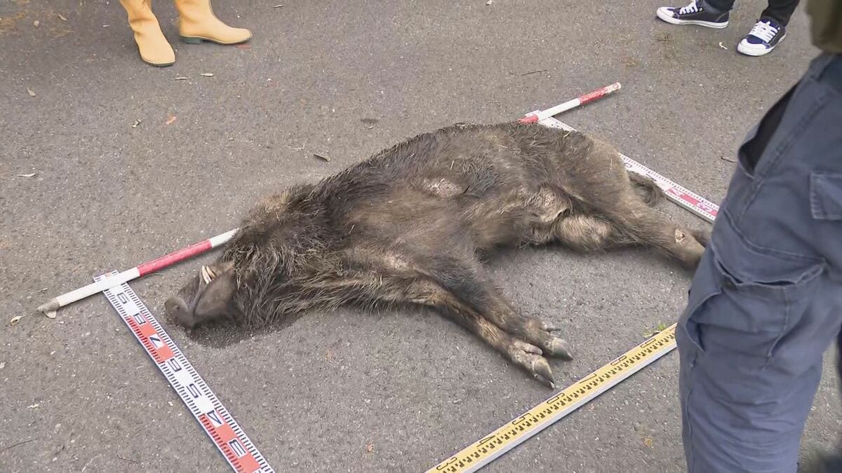 池の中から“特徴の似た”イノシシを発見 公園で男女2人を襲ったイノシシ