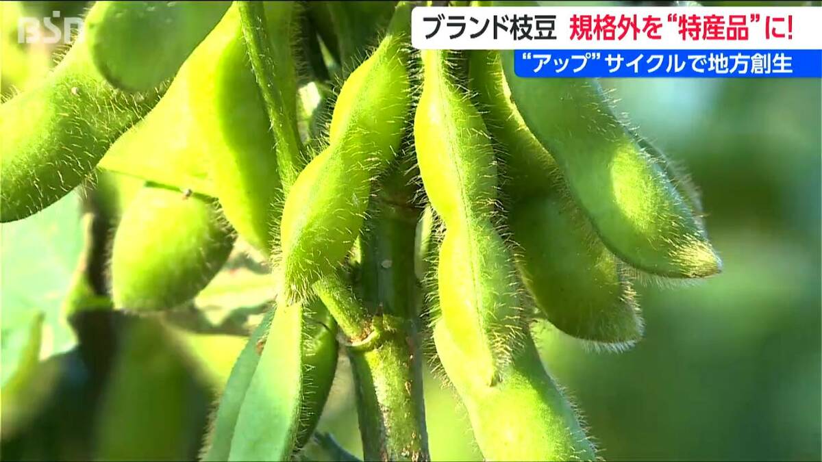 何だこの甘みは！」日本一の枝豆県 新潟・弥彦村の“幻の枝豆” に