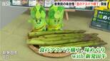 “太い・甘い・柔らかい ”絶品アスパラを堪能 新発田市で「食のアスパラ横丁味めぐり with 新発田牛」開催 新潟|TBS NEWS DIG