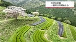 日南市北郷町の「天空の茶園」　一番茶の収穫始まる|TBS NEWS DIG