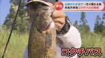 河川の生態系を侵略する肉食外来魚「コクチバス」 長良川に出現しアユの被害が心配 | 名古屋・愛知・岐阜・三重のニュース【CBC news】 | CBC web