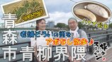 老舗で食い倒れ!明治26年創業店の「バナナ最中」や昭和36年創業店の「焼きそば」を味わう 青森市青柳界隈でアポなし散歩【わっち!!旅々スミマセン】9月1日放送回見逃し配信 | 青森のニュース│ATV NEWS│青森テレビ