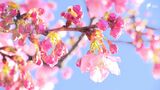 「地元で見ている桜と違ったのでびっくり」河津桜まつり開幕　インバウンド客を呼び込め! 高価格“2万5000円プラン”も登場　|　静岡のニュース | SBSNEWS | 静岡放送
