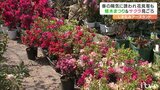 しまなみアースランド　「植木まつり」＆サクラ見頃　愛媛・今治市|TBS NEWS DIG
