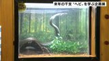 和の森わんぱーくこうち アニマルランド 2025年の干支“ヘビ”を知る企画展 身近に生息するヘビも実際に展示【高知】 | 高知のニュース・天気|KUTV NEWS | KUTVテレビ高知
