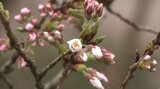 石割桜が開花間近 ツクシもすくすく 平年上回る暖かい朝 岩手・盛岡市|TBS NEWS DIG