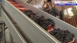 2024年のブドウは高品質! ワイン仕込み始まる 10月中旬出荷の予定 岩手・花巻市|TBS NEWS DIG