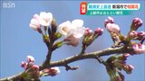 「新潟市の桜開花」1953年の観測開始から史上最も早い開花に|TBS NEWS DIG