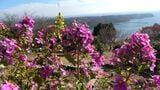 「色がいろいろと変わってきれい」白から赤紫へグラデーション 寝姿山でリトルエンジェル見頃 ＝静岡・下田市|TBS NEWS DIG